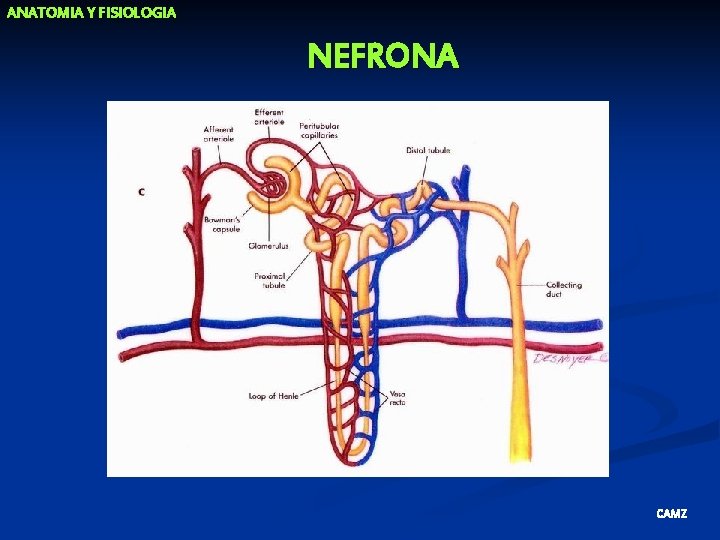 ANATOMIA Y FISIOLOGIA NEFRONA CAMZ 