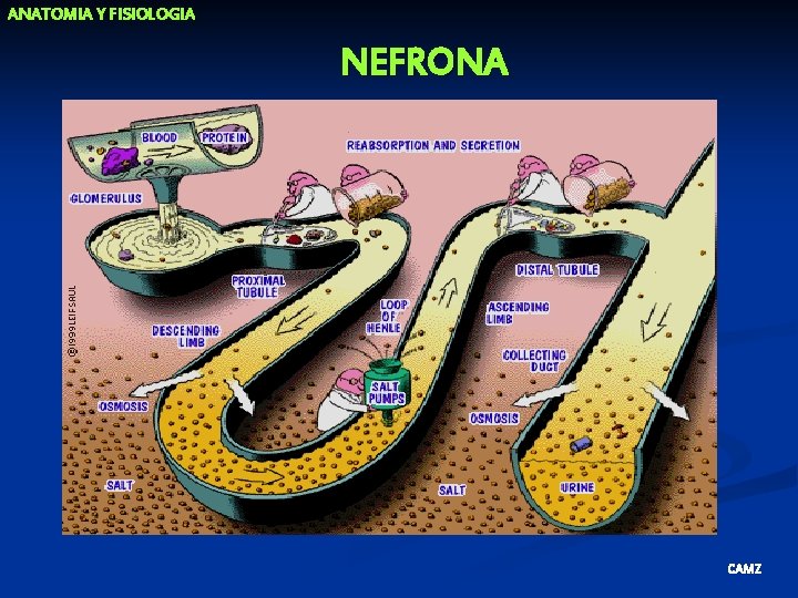 ANATOMIA Y FISIOLOGIA NEFRONA CAMZ 