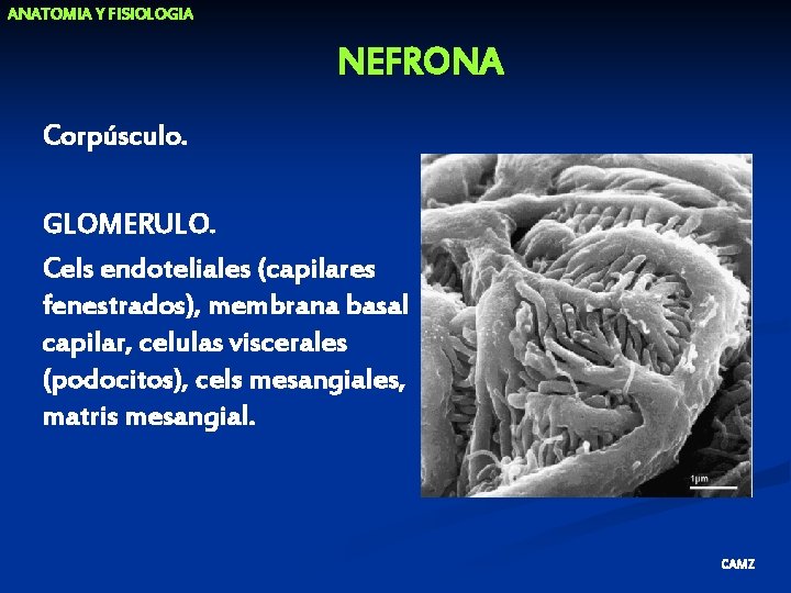 ANATOMIA Y FISIOLOGIA NEFRONA Corpúsculo. GLOMERULO. Cels endoteliales (capilares fenestrados), membrana basal capilar, celulas