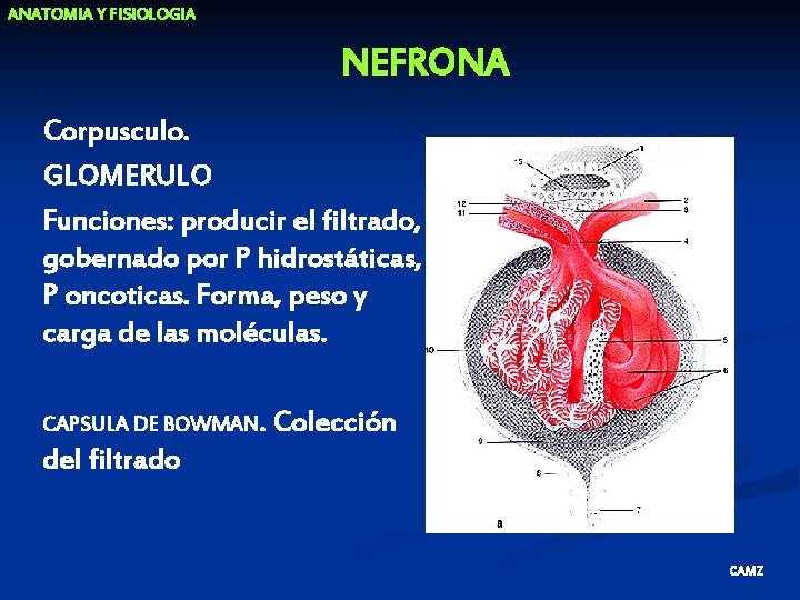 ANATOMIA Y FISIOLOGIA NEFRONA Corpusculo. GLOMERULO Funciones: producir el filtrado, gobernado por P hidrostáticas,
