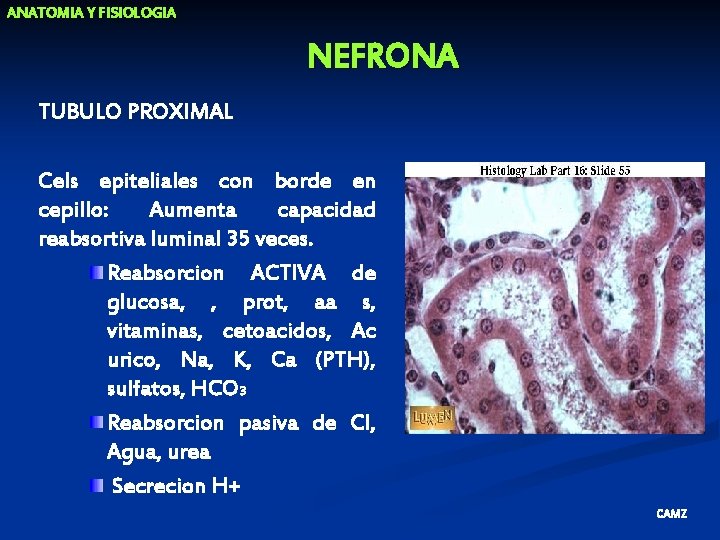 ANATOMIA Y FISIOLOGIA NEFRONA TUBULO PROXIMAL Cels epiteliales con borde en cepillo: Aumenta capacidad