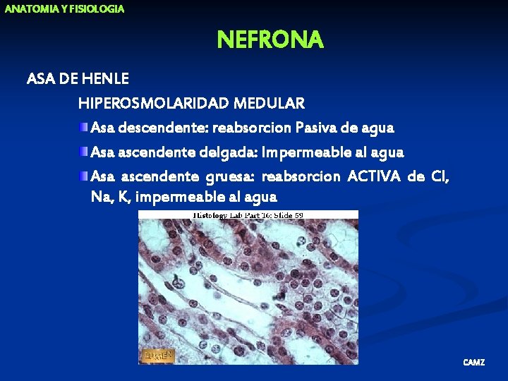 ANATOMIA Y FISIOLOGIA NEFRONA ASA DE HENLE HIPEROSMOLARIDAD MEDULAR Asa descendente: reabsorcion Pasiva de