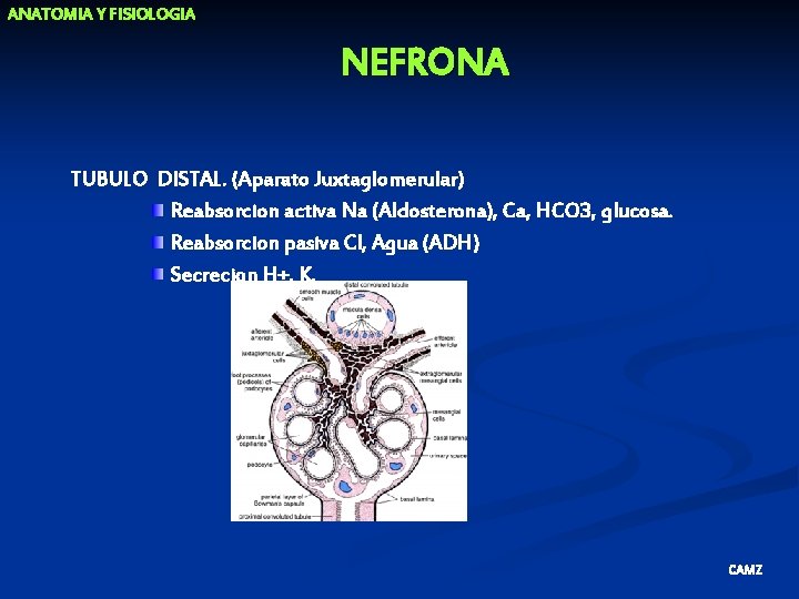 ANATOMIA Y FISIOLOGIA NEFRONA TUBULO DISTAL. (Aparato Juxtaglomerular) Reabsorcion activa Na (Aldosterona), Ca, HCO