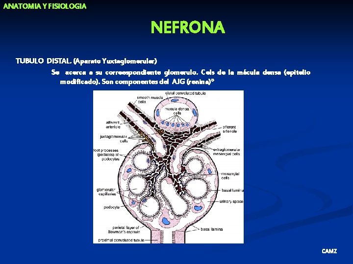 ANATOMIA Y FISIOLOGIA NEFRONA TUBULO DISTAL. (Aparato Yuxtaglomerular) Se acerca a su correespondiente glomerulo.