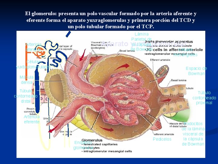 El glomerulo: presenta un polo vascular formado por la arteria aferente y eferente forma