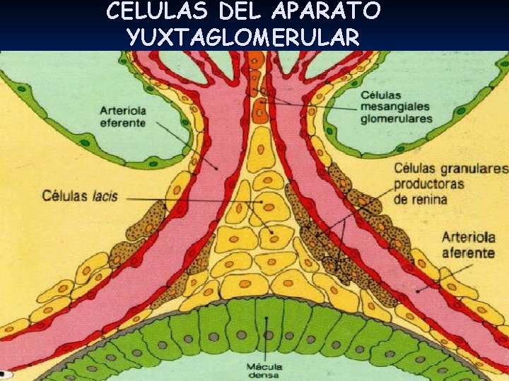 CELULAS DEL APARATO YUXTAGLOMERULAR 