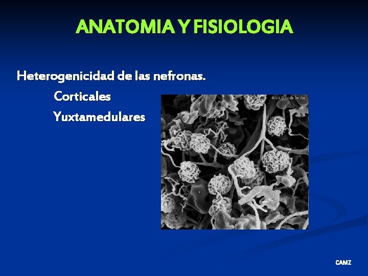 ANATOMIA Y FISIOLOGIA Heterogenicidad de las nefronas. Corticales Yuxtamedulares CAMZ 