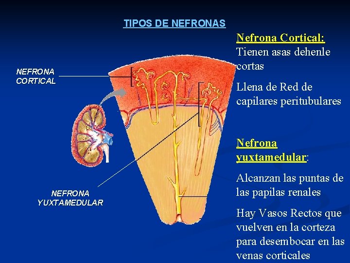 TIPOS DE NEFRONAS NEFRONA CORTICAL Nefrona Cortical: Tienen asas dehenle cortas Llena de Red