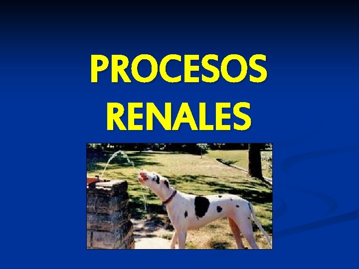 PROCESOS RENALES 