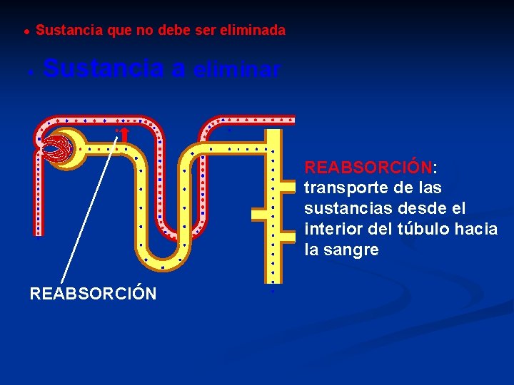 Sustancia que no debe ser eliminada Sustancia a eliminar REABSORCIÓN: transporte de las sustancias