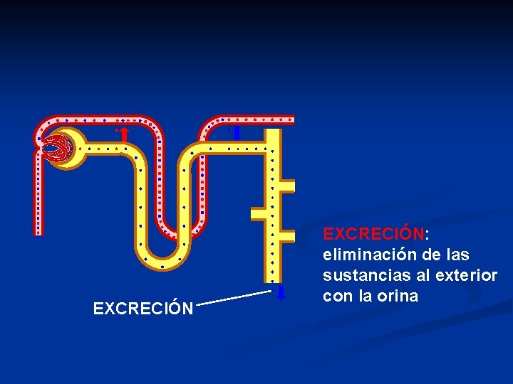 EXCRECIÓN: eliminación de las sustancias al exterior con la orina 