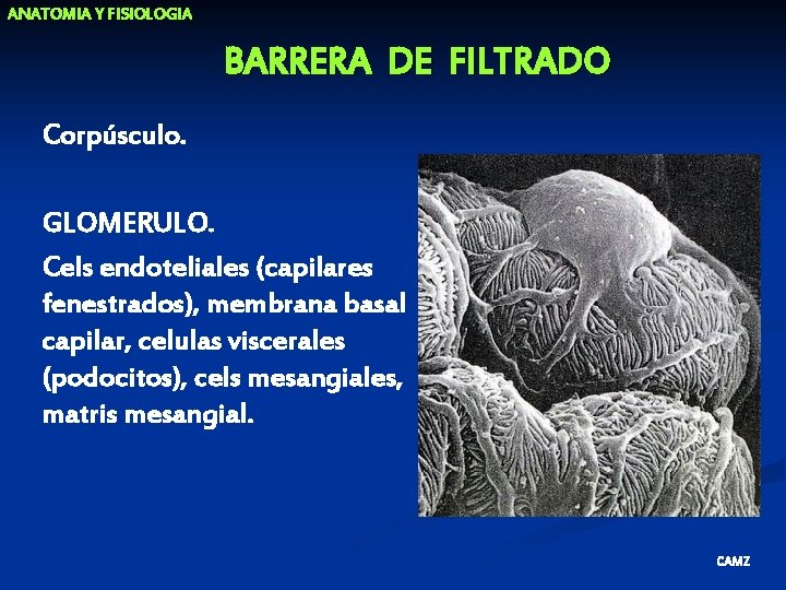 ANATOMIA Y FISIOLOGIA BARRERA DE FILTRADO Corpúsculo. GLOMERULO. Cels endoteliales (capilares fenestrados), membrana basal