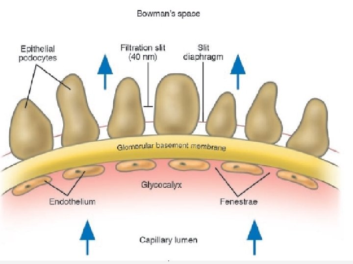 MEMBRANA DE FILTRACIÓN GLOMERULAR PODOCITO MEMBRANA BASAL Podocito Pedicelos Membrana Basal Endotelio fenestrado ENDOTELIO