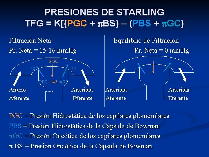 PRESIONES DE STARLING TFG = K[(PGC + BS) – (PBS + GC) Filtración Neta