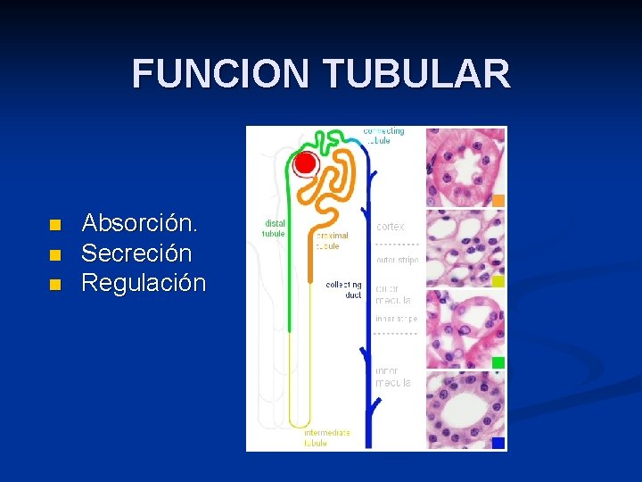 FUNCION TUBULAR n n n Absorción. Secreción Regulación 