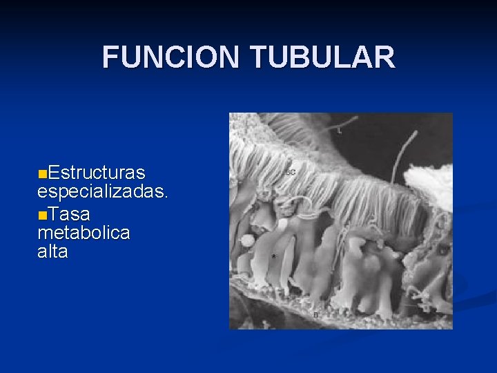 FUNCION TUBULAR n. Estructuras especializadas. n. Tasa metabolica alta 