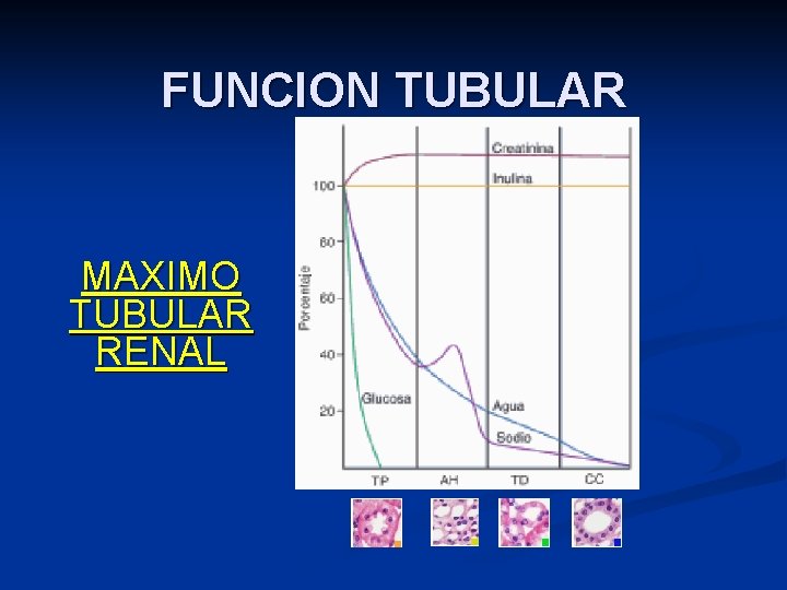 FUNCION TUBULAR MAXIMO TUBULAR RENAL 