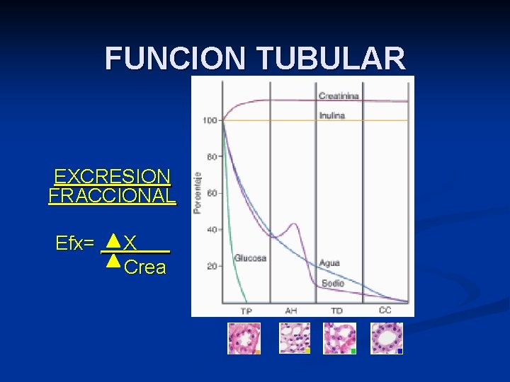 FUNCION TUBULAR EXCRESION FRACCIONAL Efx= __X___ Crea 