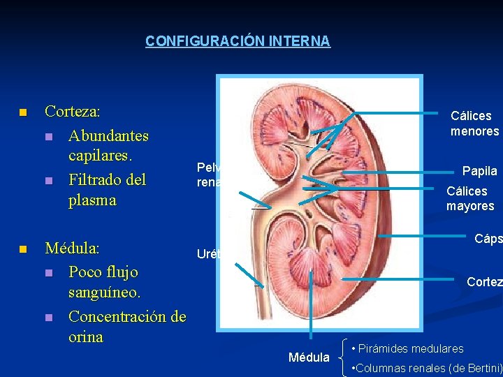 CONFIGURACIÓN INTERNA n n Corteza: n Abundantes capilares. n Filtrado del plasma Médula: n