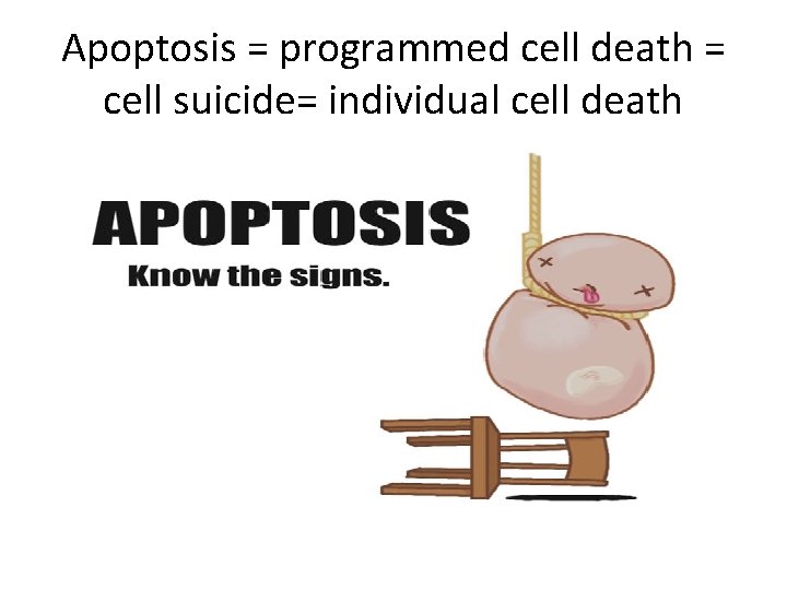 Apoptosis = programmed cell death = cell suicide= individual cell death 