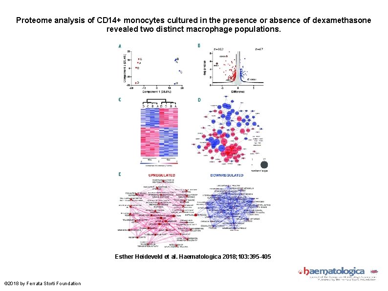 Proteome analysis of CD 14+ monocytes cultured in the presence or absence of dexamethasone