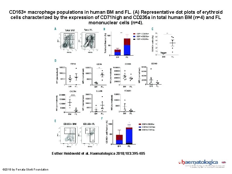 CD 163+ macrophage populations in human BM and FL. (A) Representative dot plots of