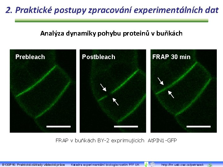 2. Praktické postupy zpracování experimentálních dat Analýza dynamiky pohybu proteinů v buňkách Prebleach Postbleach