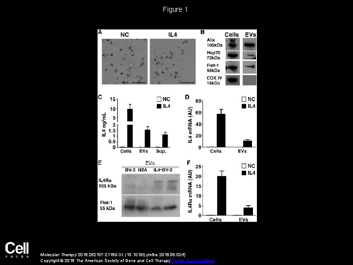 Figure 1 Molecular Therapy 2018 262107 -2118 DOI: (10. 1016/j. ymthe. 2018. 06. 024)