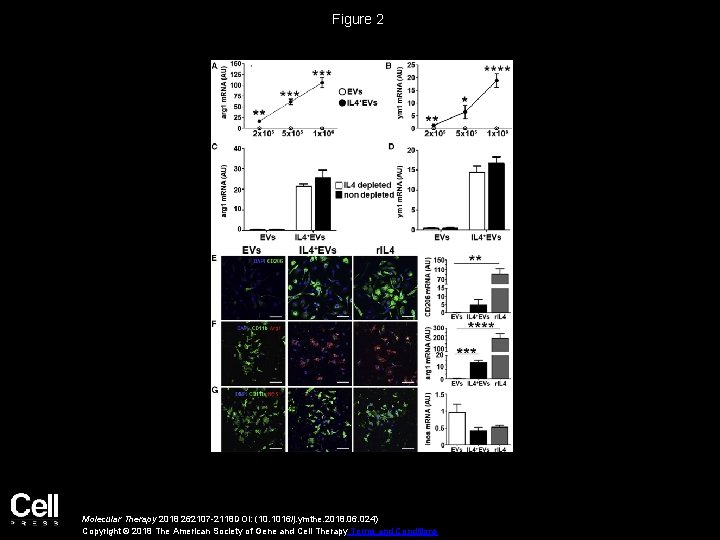 Figure 2 Molecular Therapy 2018 262107 -2118 DOI: (10. 1016/j. ymthe. 2018. 06. 024)