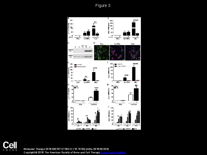 Figure 3 Molecular Therapy 2018 262107 -2118 DOI: (10. 1016/j. ymthe. 2018. 06. 024)