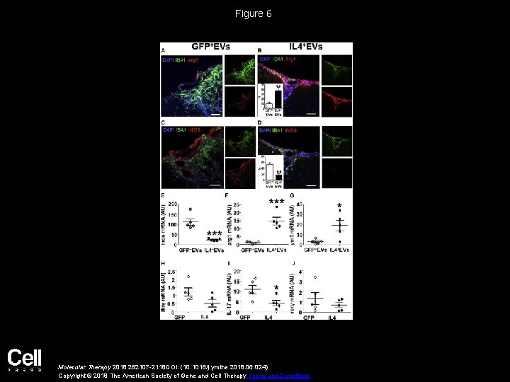 Figure 6 Molecular Therapy 2018 262107 -2118 DOI: (10. 1016/j. ymthe. 2018. 06. 024)