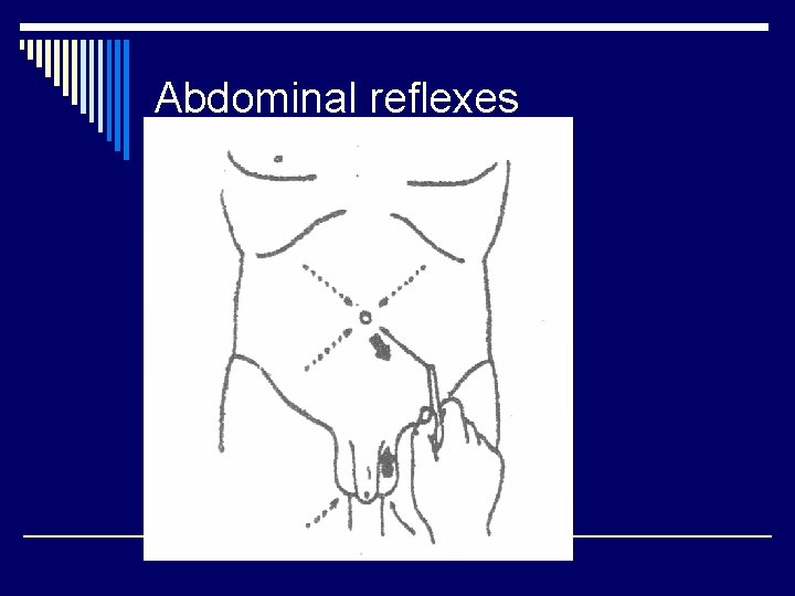 Abdominal reflexes 