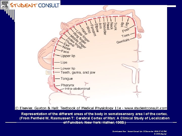 Representation of the different areas of the body in somatosensory area I of the