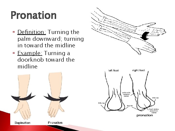 Pronation Definition: Turning the palm downward; turning in toward the midline Example: Turning a