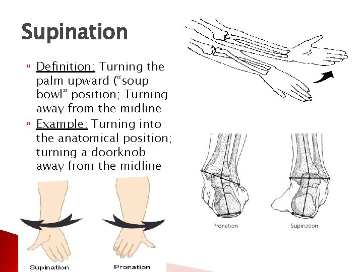 Supination Definition: Turning the palm upward (“soup bowl” position; Turning away from the midline