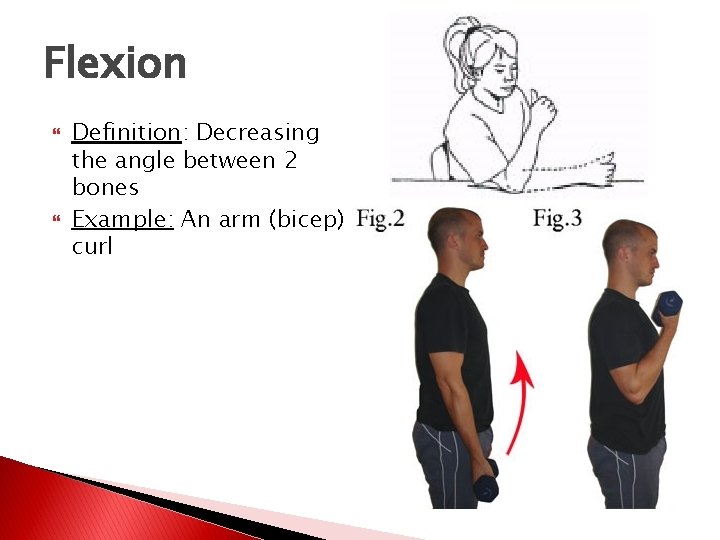 Flexion Definition: Decreasing the angle between 2 bones Example: An arm (bicep) curl 