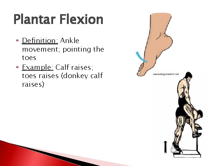 Plantar Flexion Definition: Ankle movement; pointing the toes Example: Calf raises; toes raises (donkey
