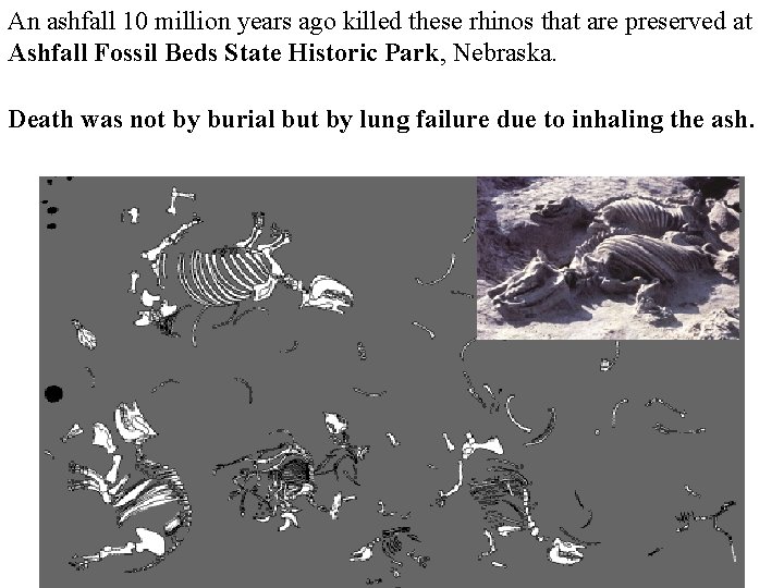 An ashfall 10 million years ago killed these rhinos that are preserved at Ashfall
