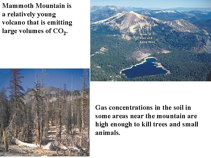 Mammoth Mountain is a relatively young volcano that is emitting large volumes of CO