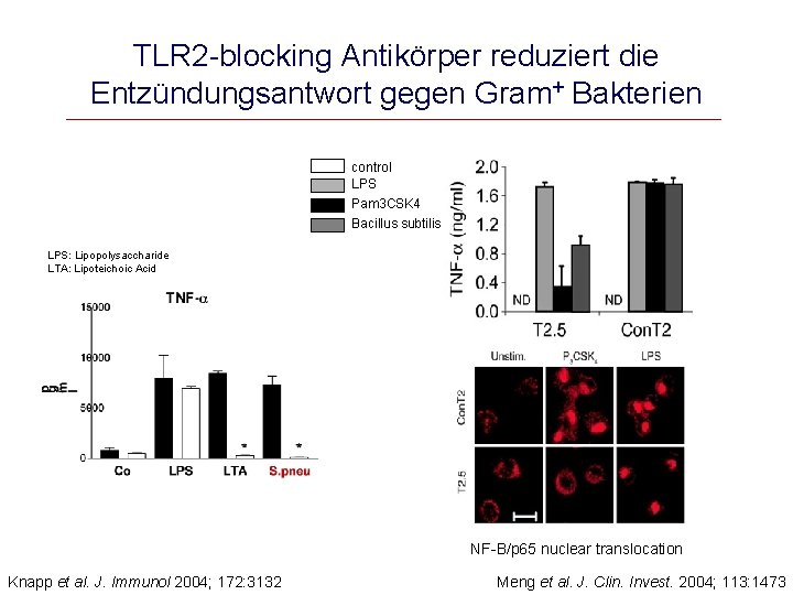 TLR 2 -blocking Antikörper reduziert die Entzündungsantwort gegen Gram+ Bakterien control LPS Pam 3