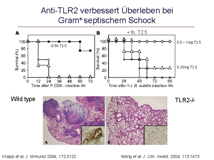 Anti-TLR 2 verbessert Überleben bei Gram+ septischem Schock +1 h: T 2. 5 -0.