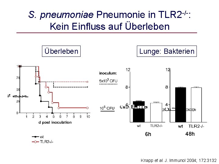 S. pneumoniae Pneumonie in TLR 2 -/-: Kein Einfluss auf Überleben Lunge: Bakterien 6