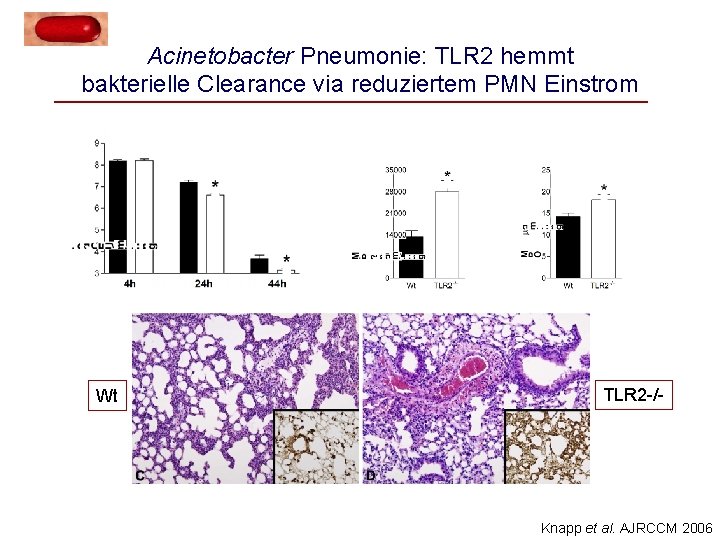 Acinetobacter Pneumonie: TLR 2 hemmt bakterielle Clearance via reduziertem PMN Einstrom Wt TLR 2