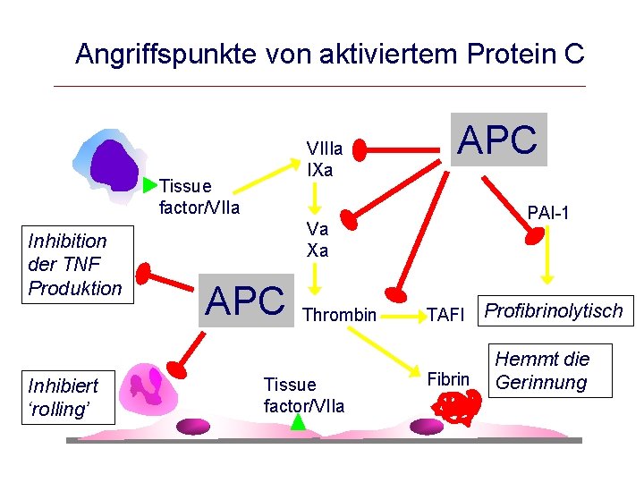 Angriffspunkte von aktiviertem Protein C VIIIa IXa Tissue factor/VIIa Inhibition der TNF Produktion Inhibiert