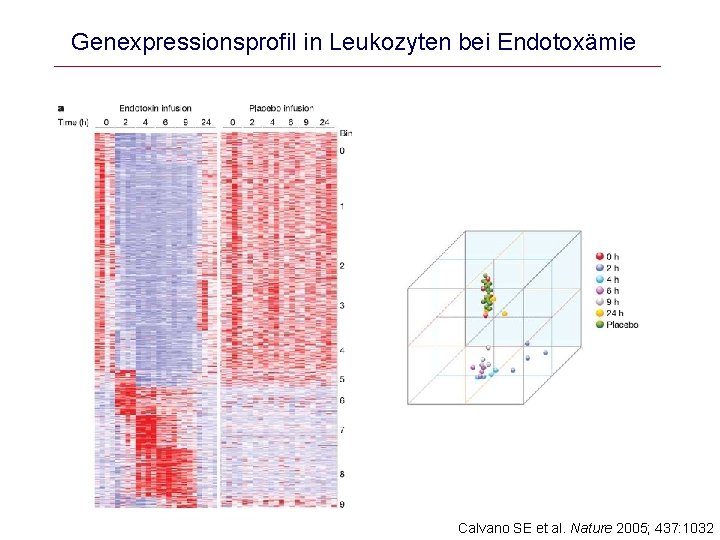 Genexpressionsprofil in Leukozyten bei Endotoxämie Calvano SE et al. Nature 2005; 437: 1032 