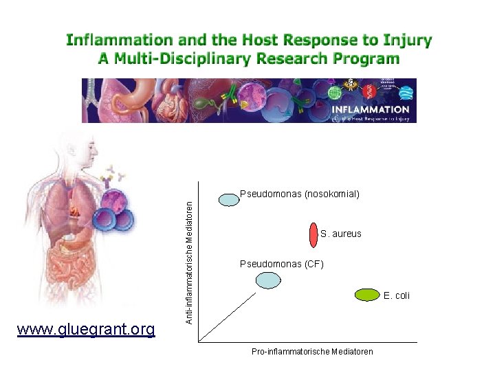 www. gluegrant. org Anti-inflammatorische Mediatoren Pseudomonas (nosokomial) S. aureus Pseudomonas (CF) E. coli Pro-inflammatorische