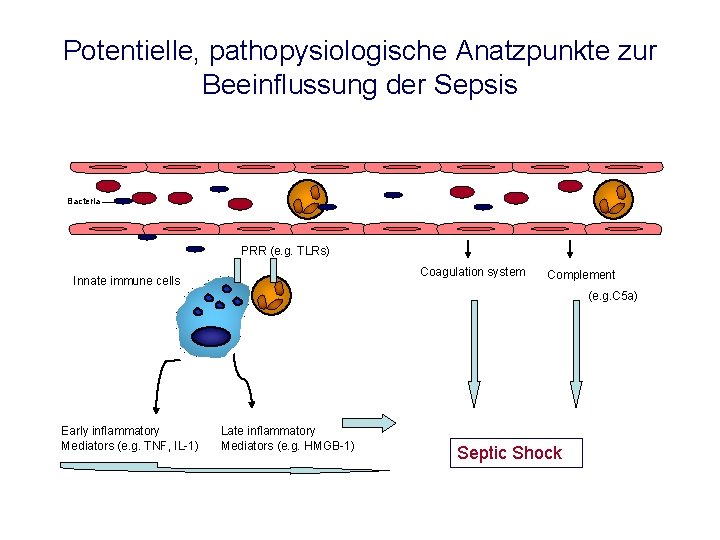 Potentielle, pathopysiologische Anatzpunkte zur Beeinflussung der Sepsis Bacteria PRR (e. g. TLRs) Coagulation system