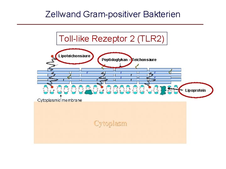 Zellwand Gram-positiver Bakterien Toll-like Rezeptor 2 (TLR 2) Lipoteichonsäure Peptidoglykan – Teichonsäure Lipoprotein 