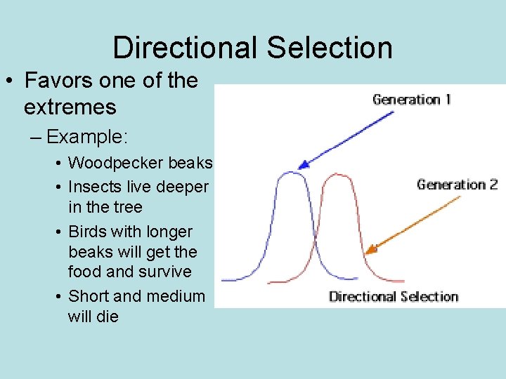 Directional Selection • Favors one of the extremes – Example: • Woodpecker beaks •