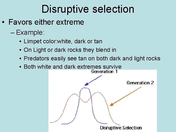 Disruptive selection • Favors either extreme – Example: • • Limpet color: white, dark